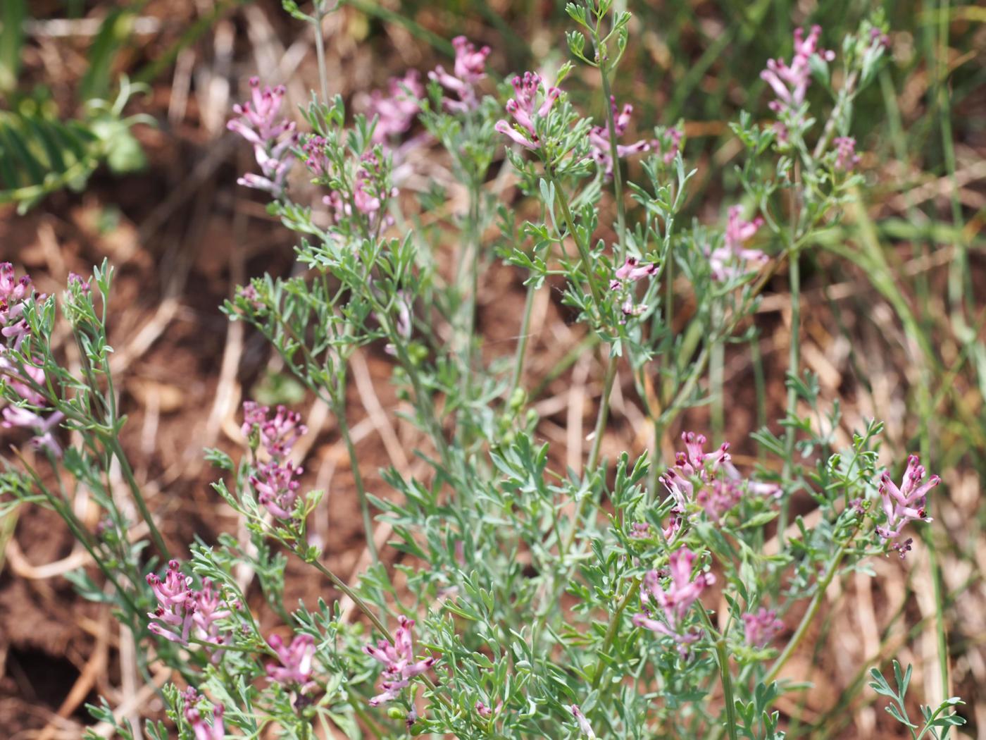 Fumitory, Small pink plant